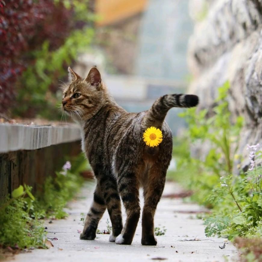 嚟猫