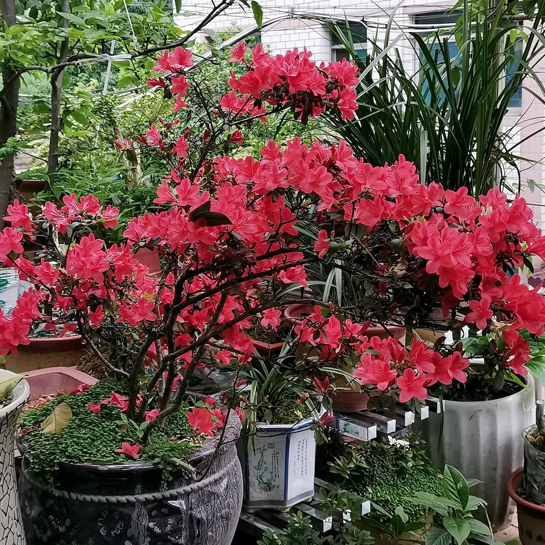 淼垚森