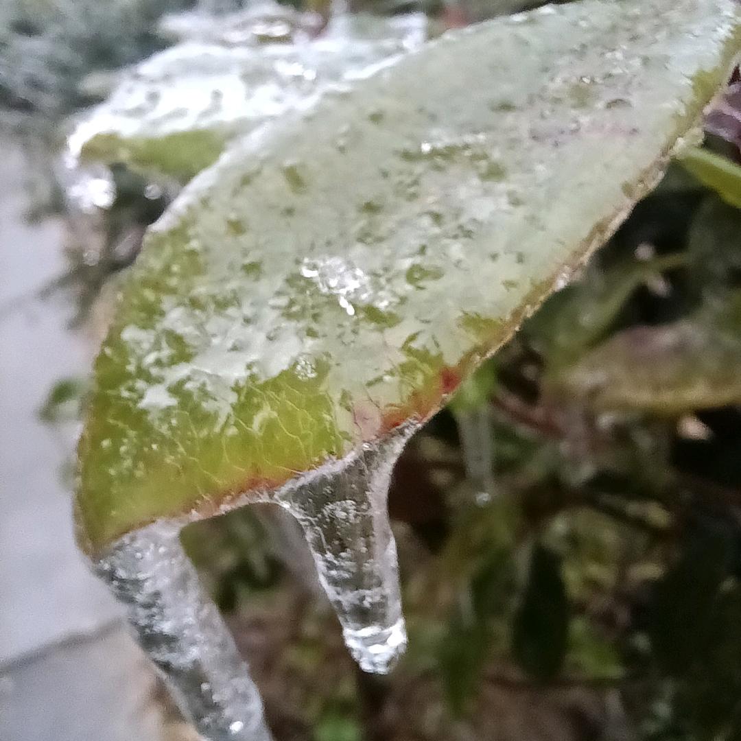 小狐狸的快乐