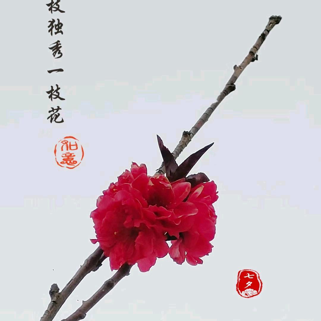 清秀