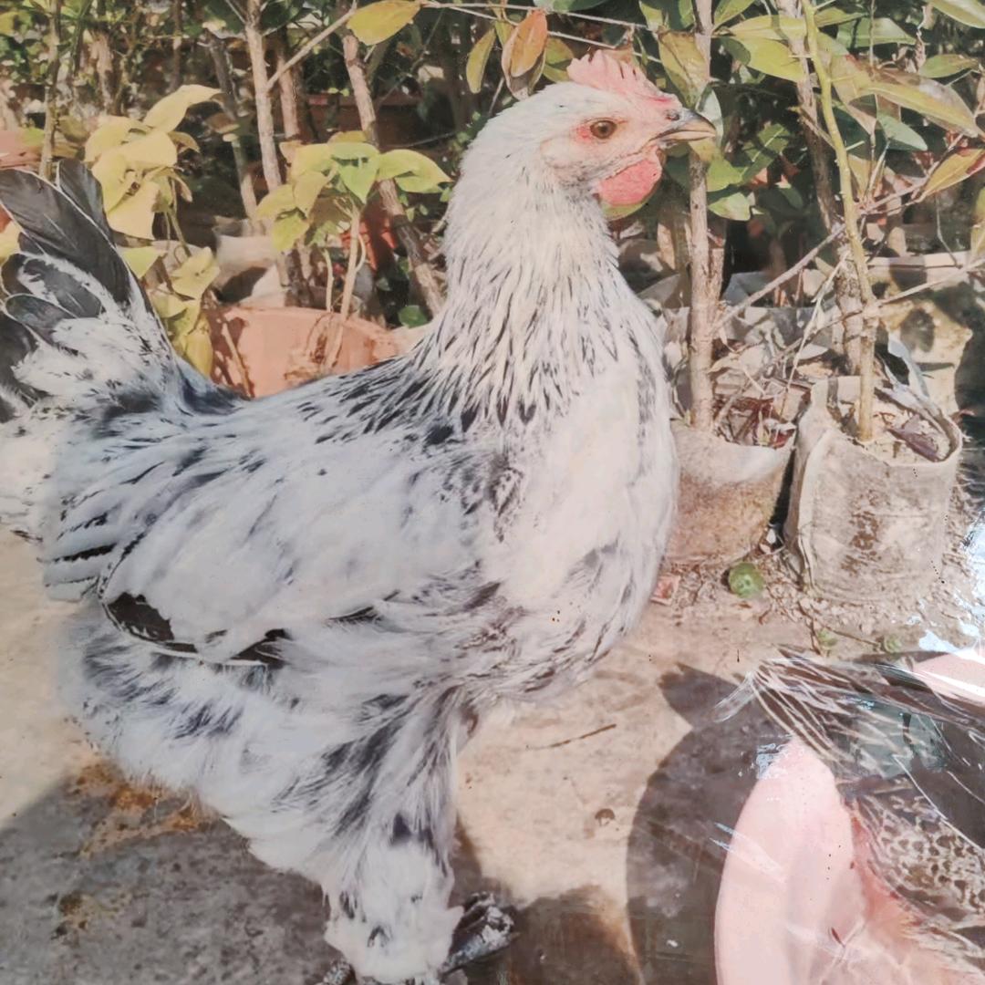 南宁富农禽苗销售部