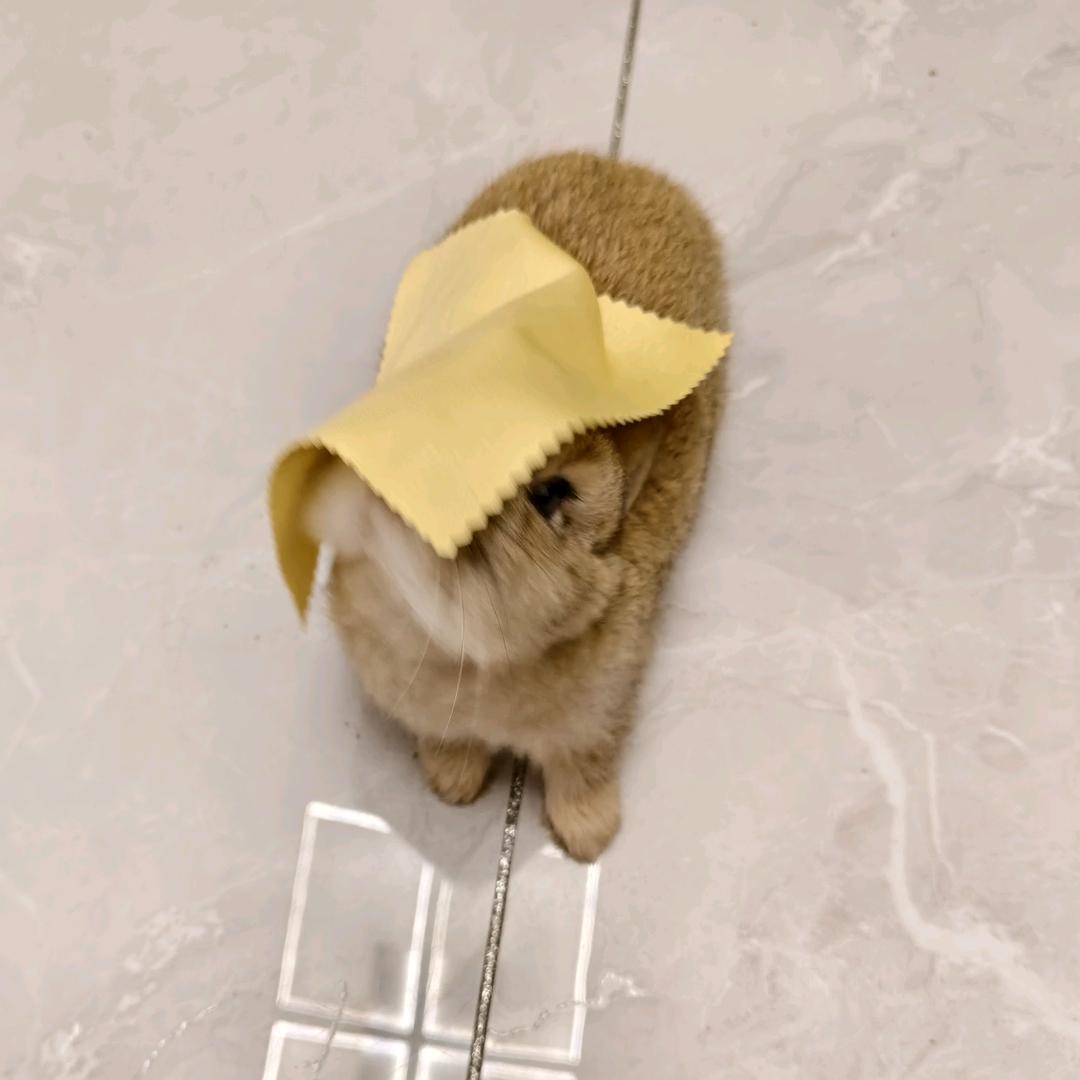 是高高