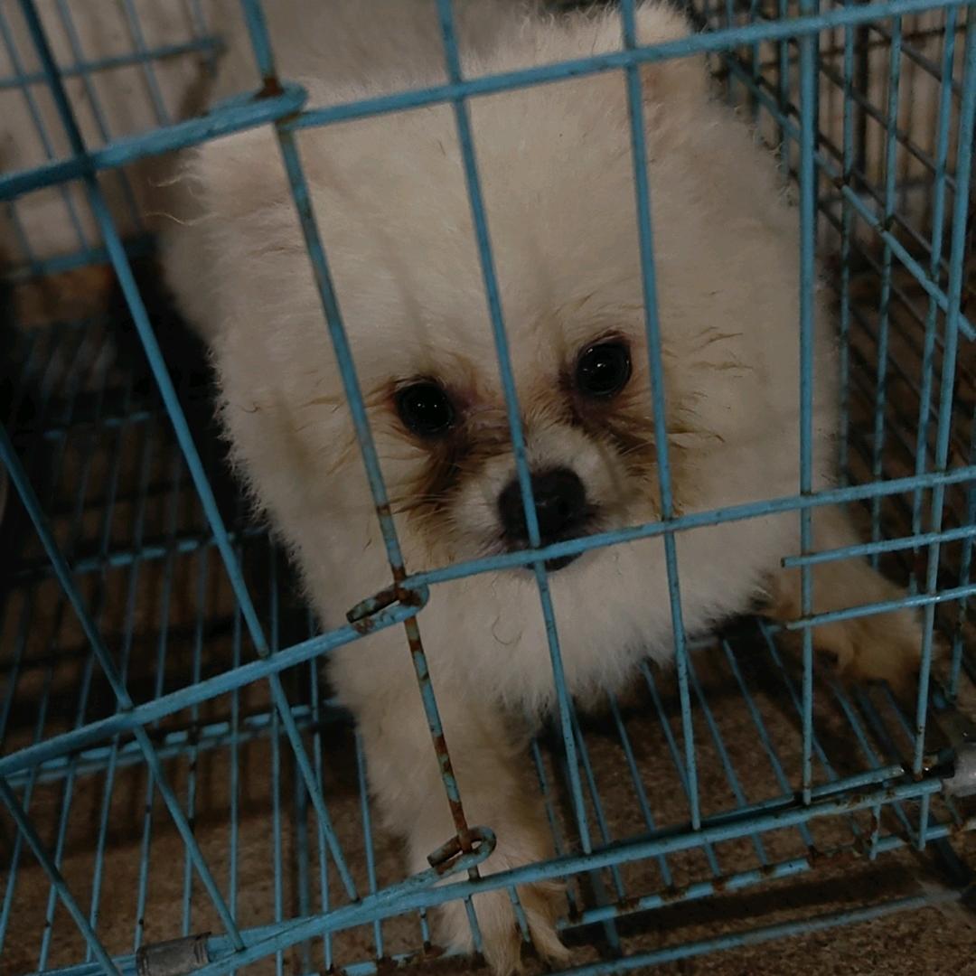 龙南市善义流浪狗（小号)