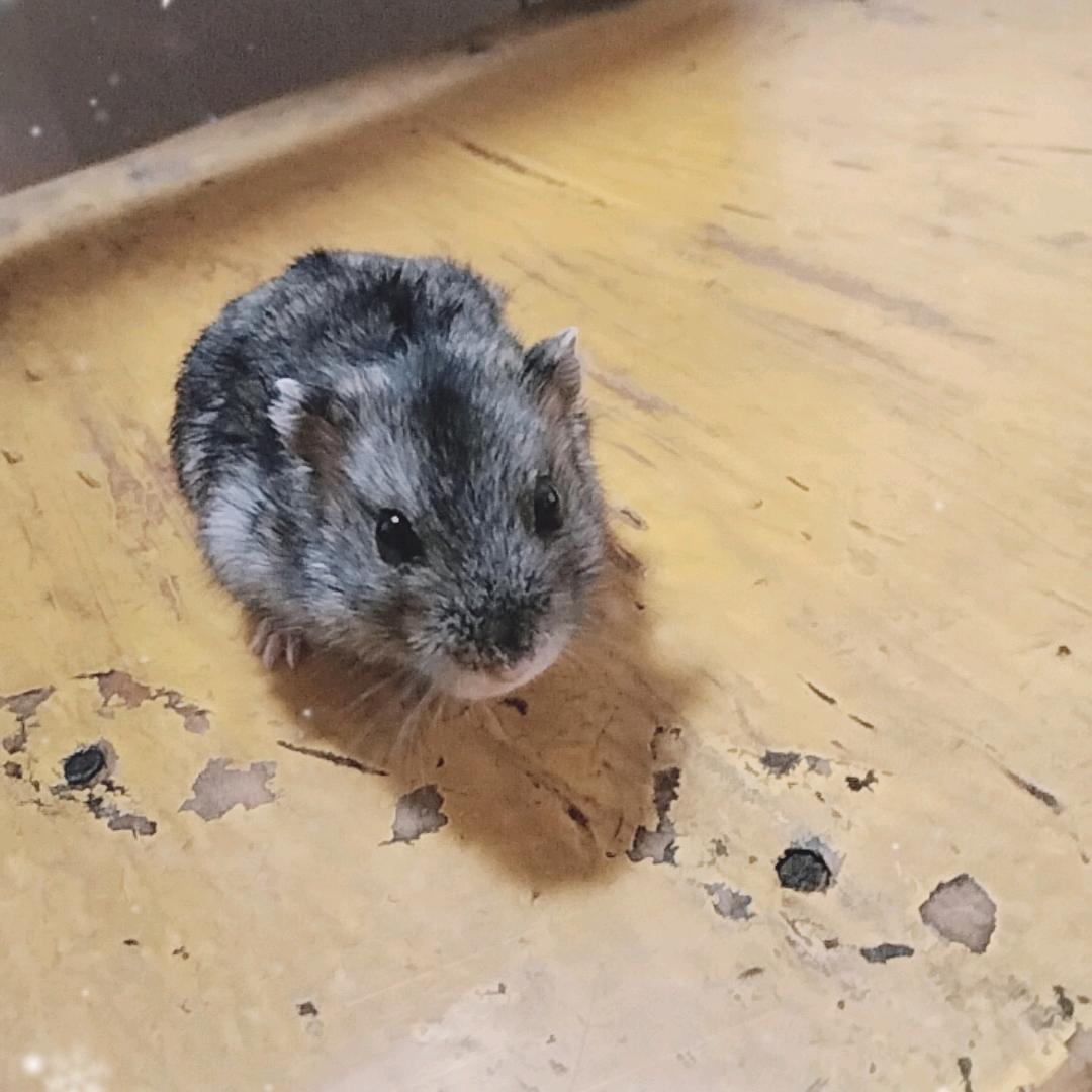 一只仓鼠