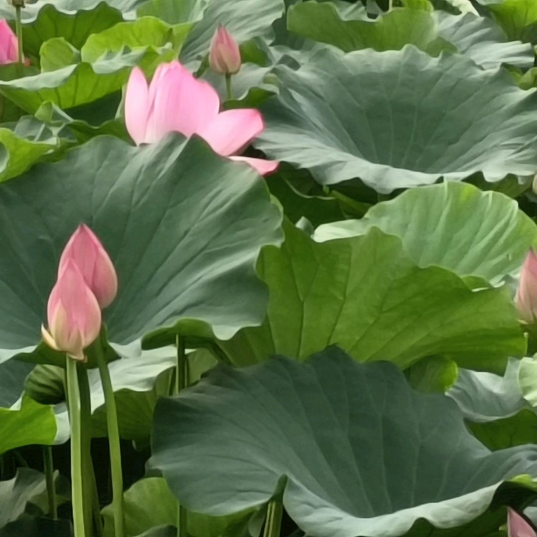 婷小花¹
