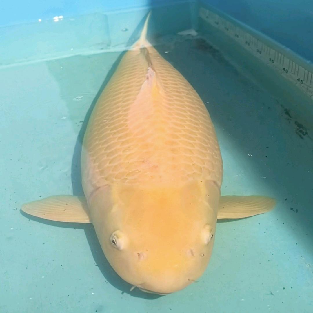 涡阳小鲤当家水产生活坊