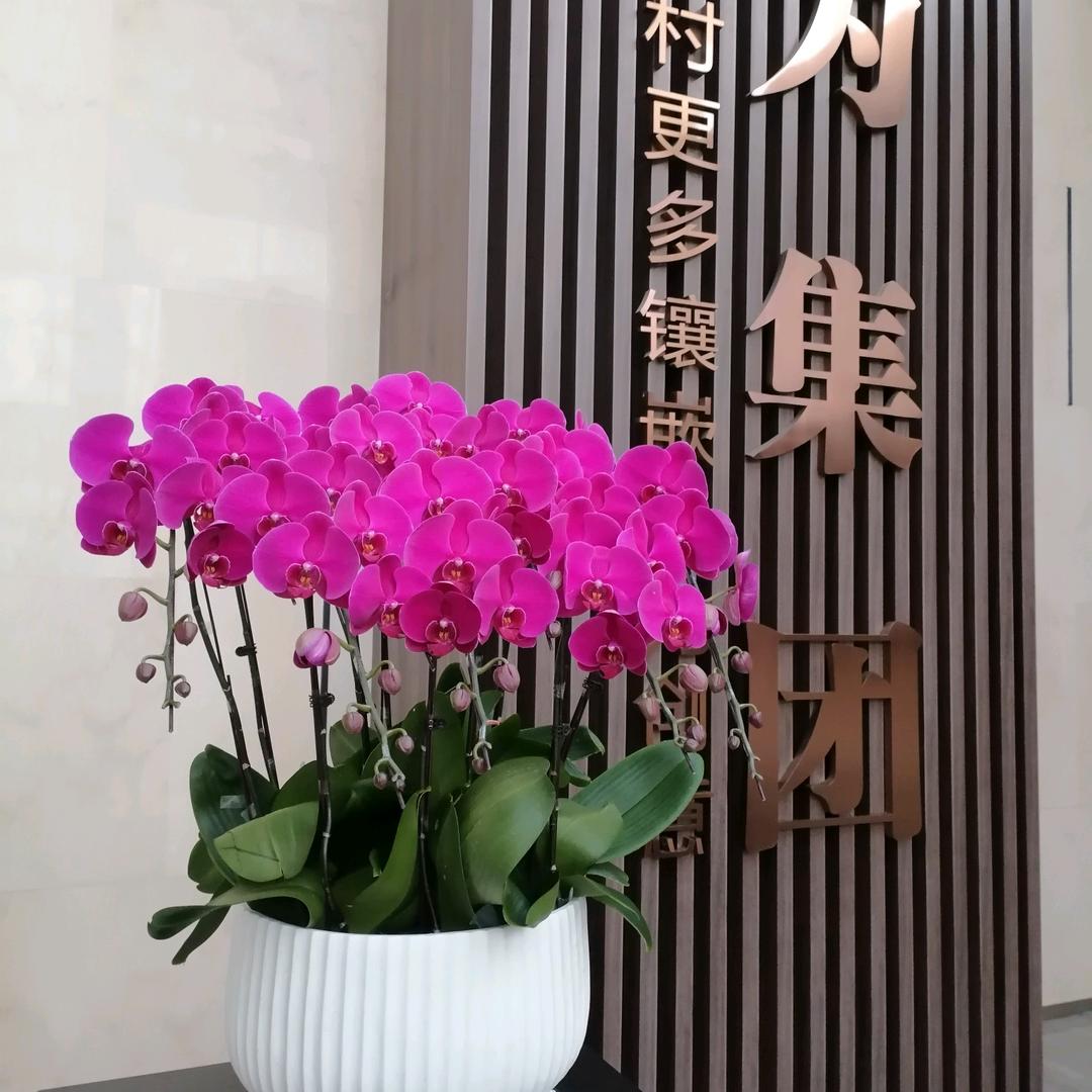 明天美好