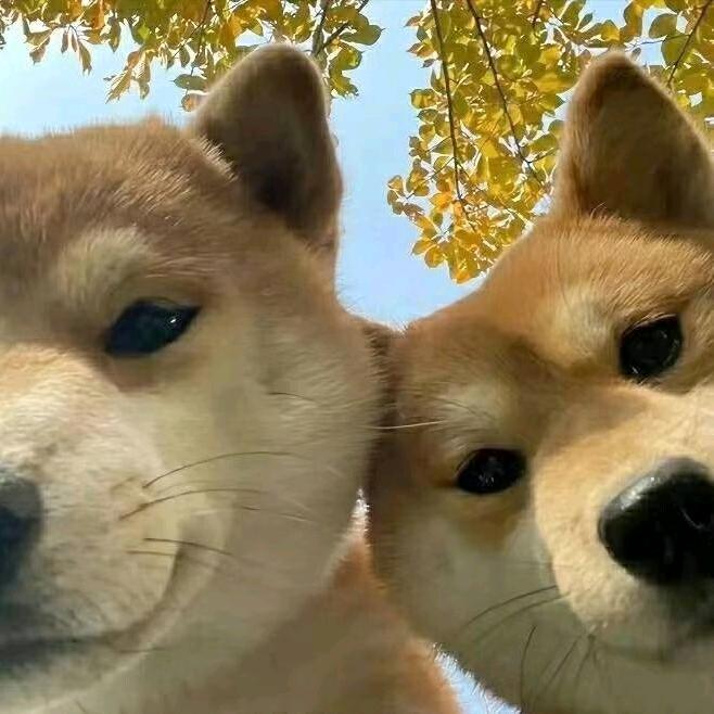 陈HX