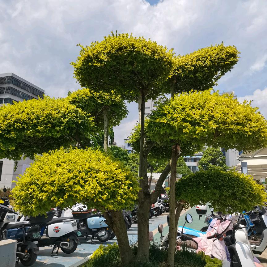 糖糖姐