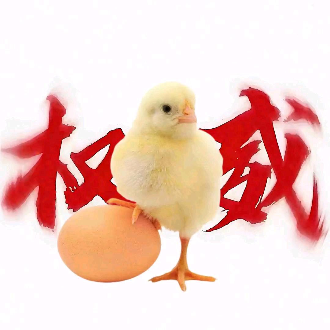 哲哲顼顼搞笑视频