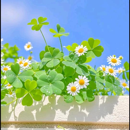摩羯座🍀