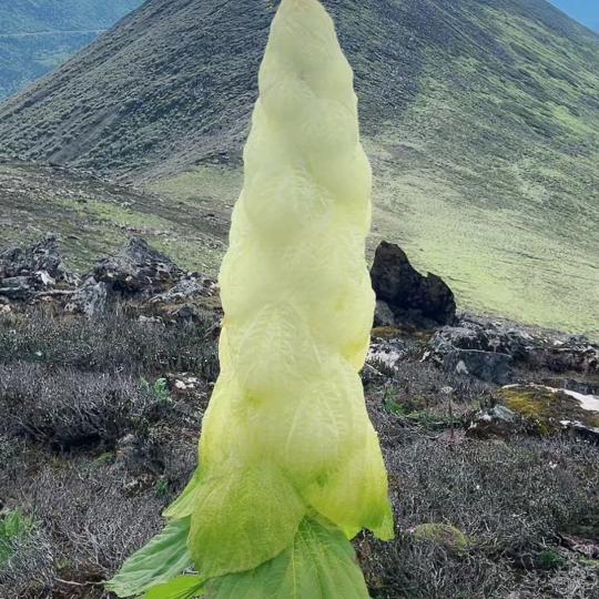 @叶子离去是风的无情