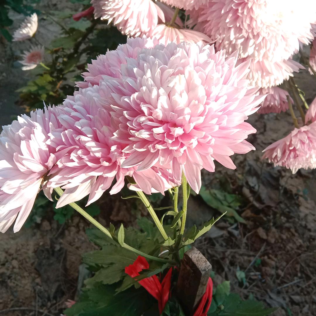 红苹果