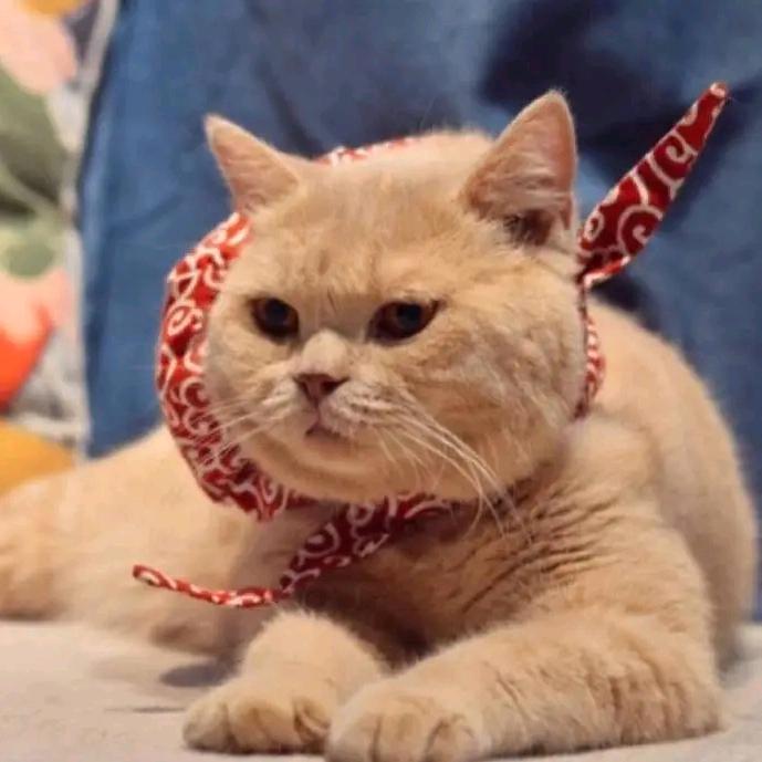 欢乐斗地主大猫