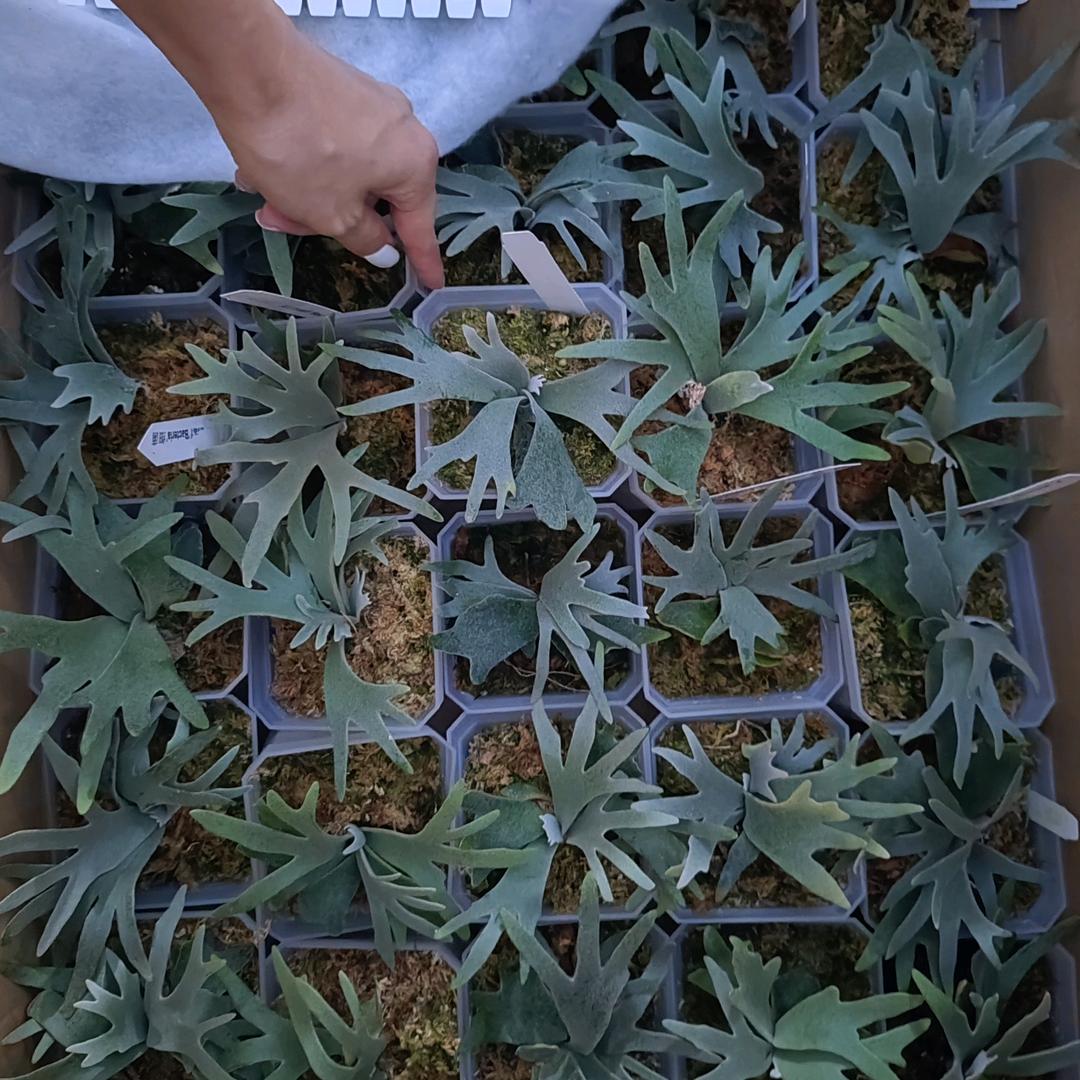 悦圃