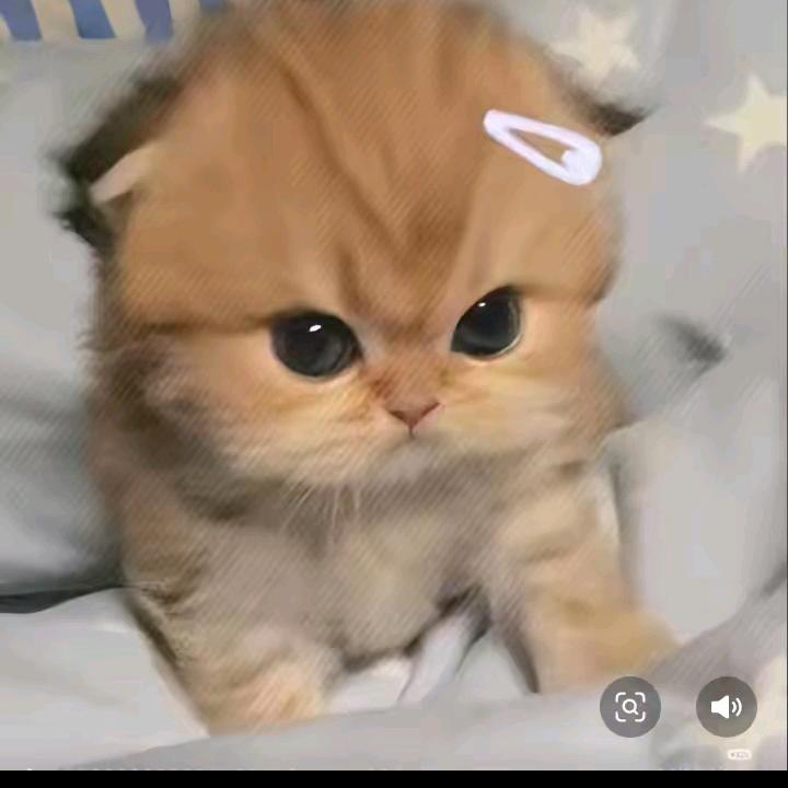 蛋挞大王