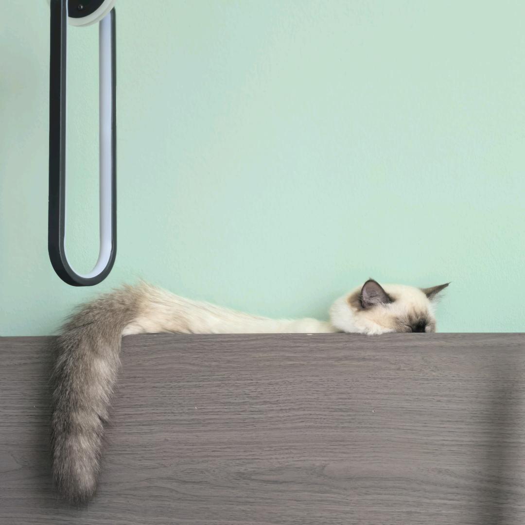 阿珠和猫猫的旅居生活