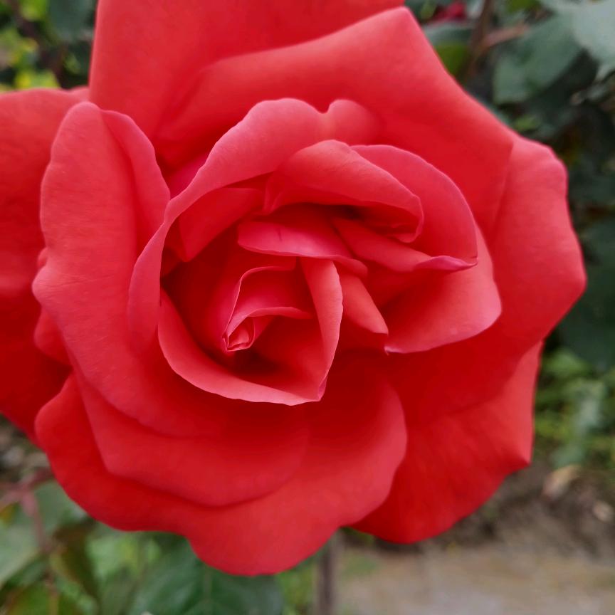 胖肉（努力版）