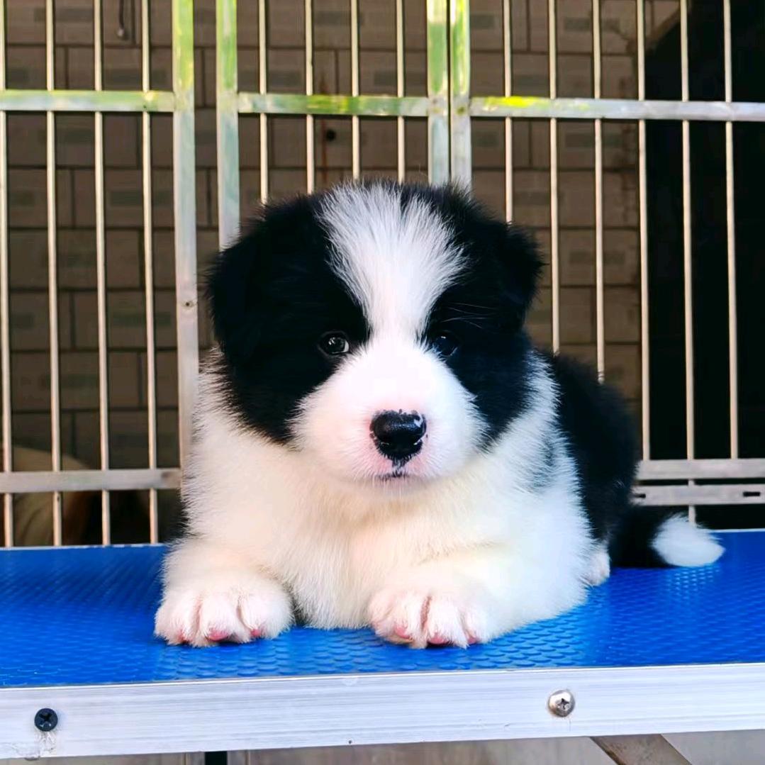 卖边牧的小姐姐