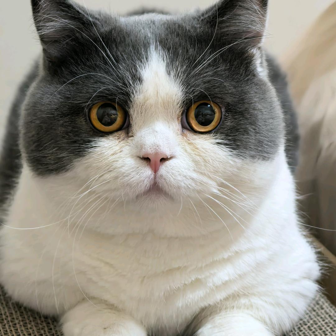 家有萌猫202408