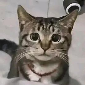 哈基星