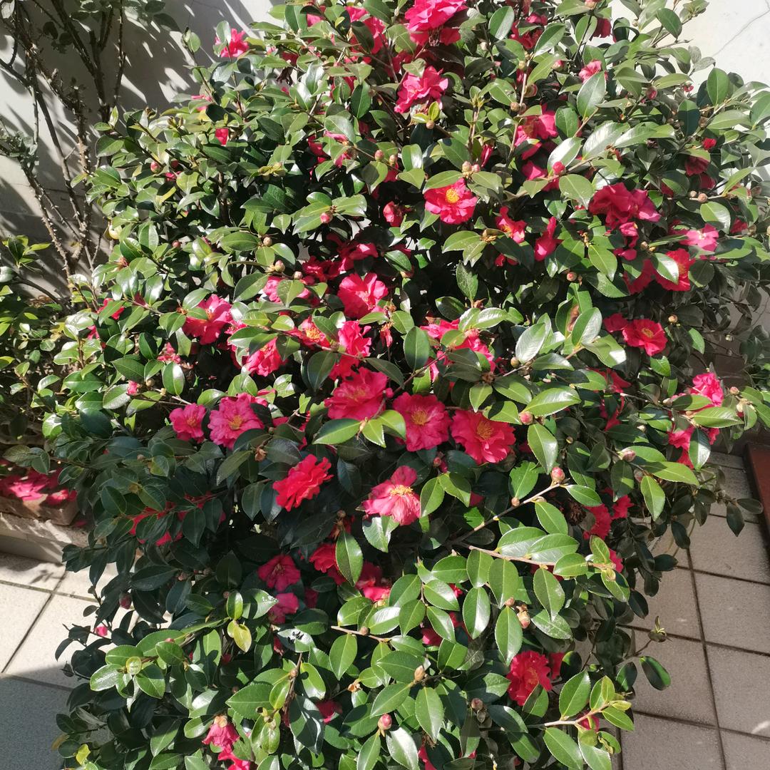 花儿为什么这样红