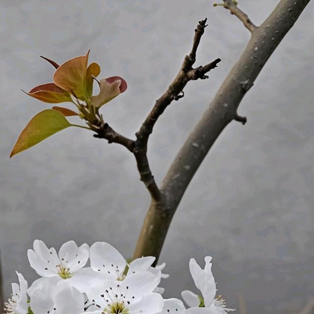 小李加油