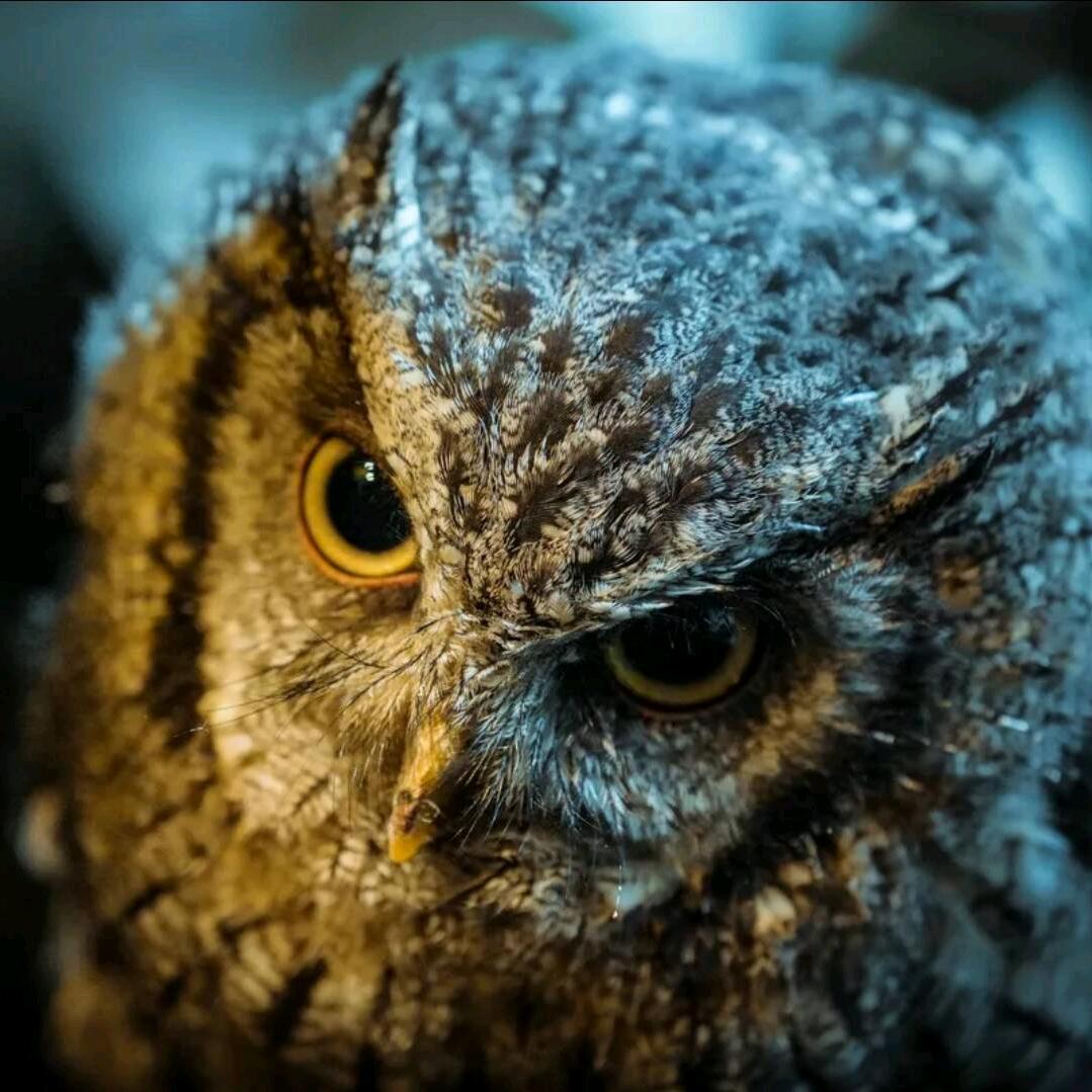 🦉