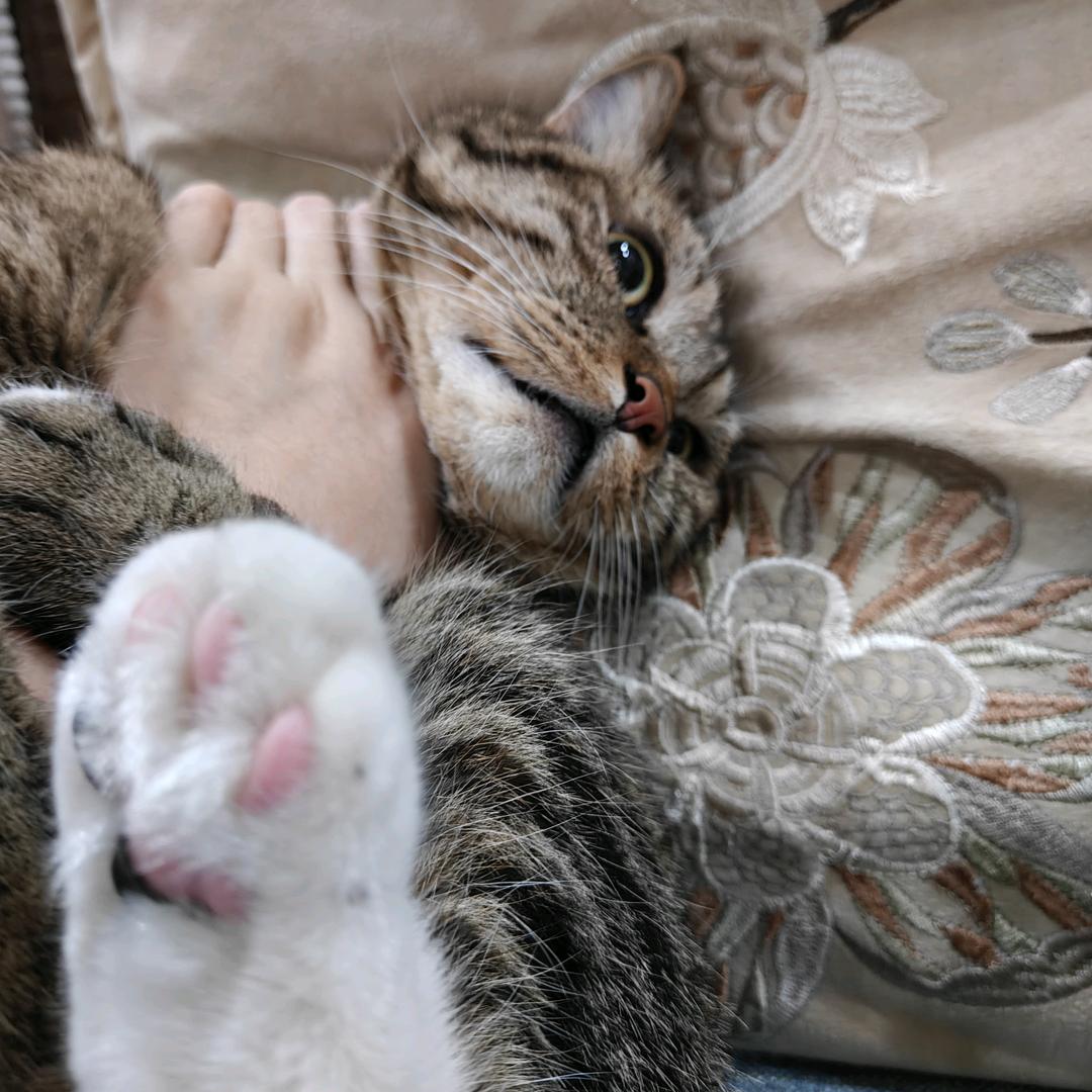Q啡娃子
