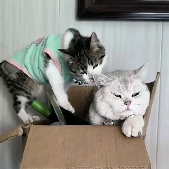 mei梅姐（专业各种雨伞包边）