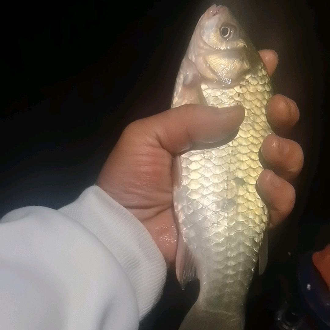 野钓丶空军大队长