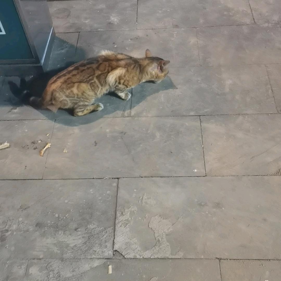 跑刀仔