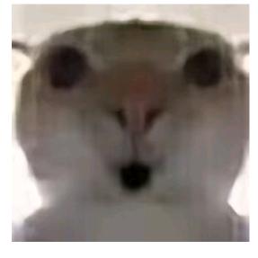 小鱼儿(三角洲接跑刀)