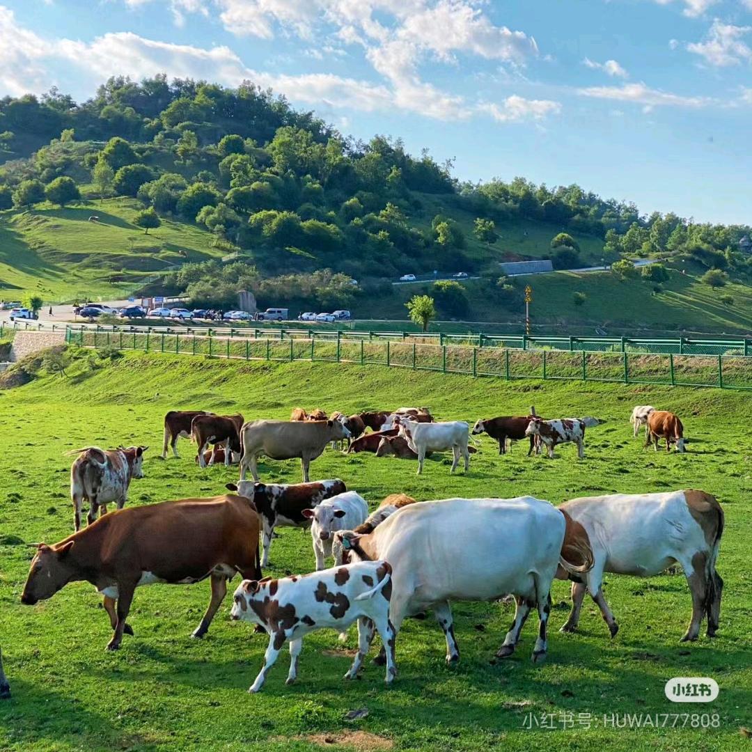 可乐牧场生鲜店