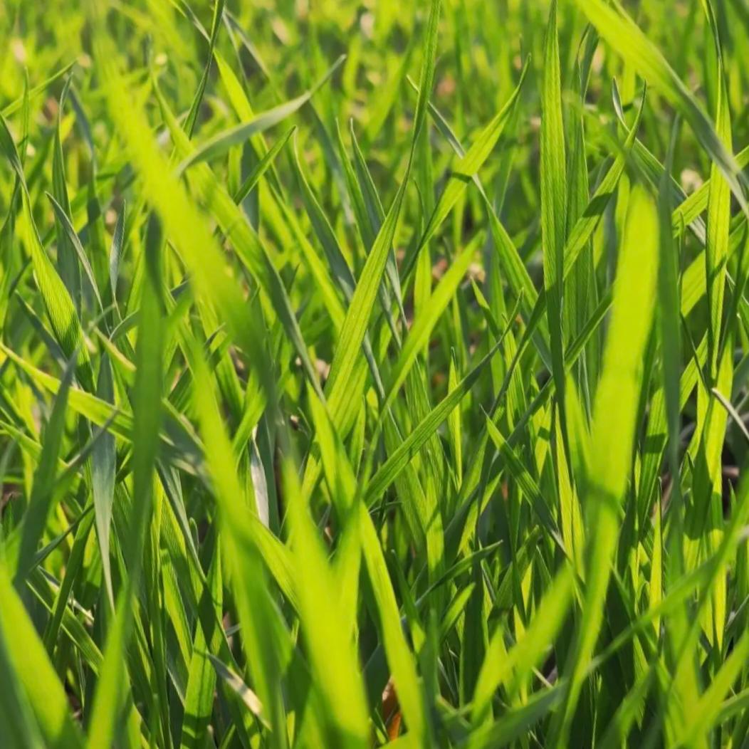 野草