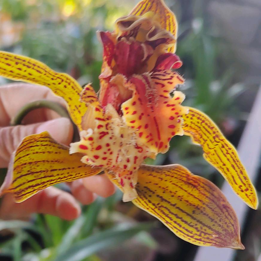 沐风花卉园艺坊