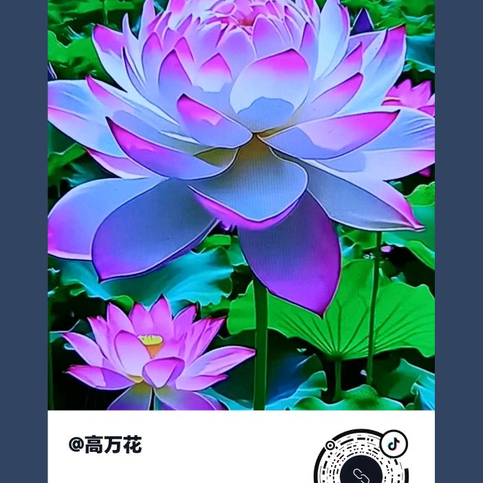 荷花仙子