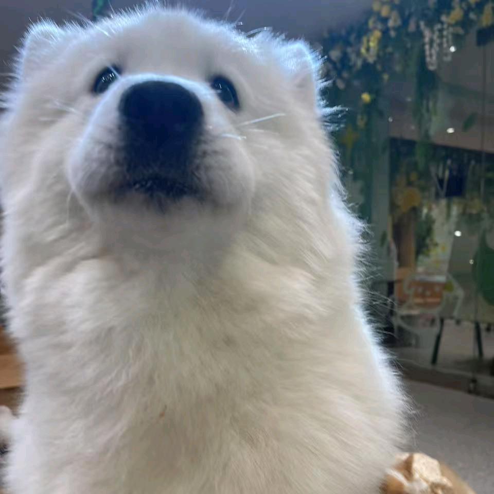时念