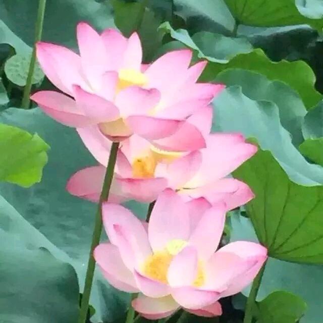 兰雁云依