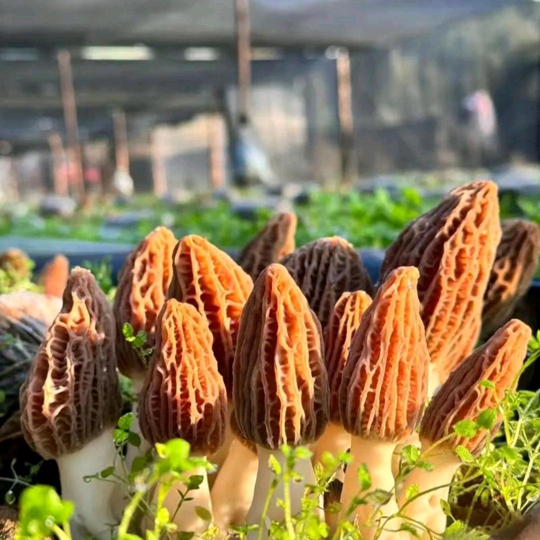 卢君90后羊肚菌种植户