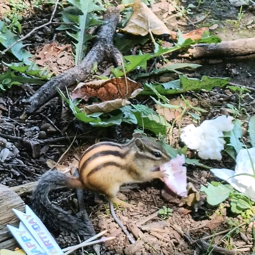 我哇哇哇呜呜呜