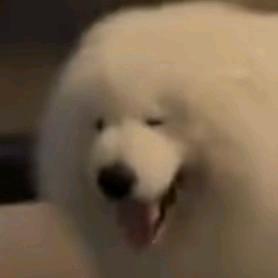 羊羊