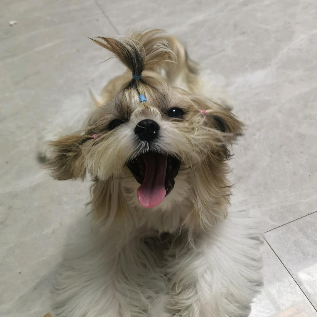 妮妮是只贝灵顿