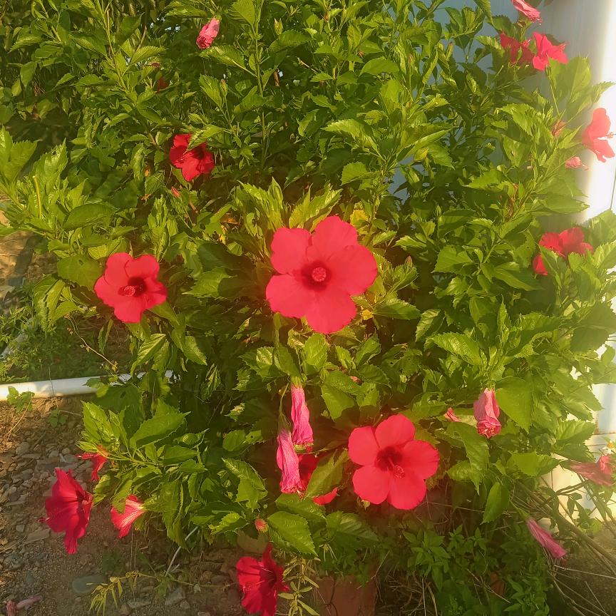 丽