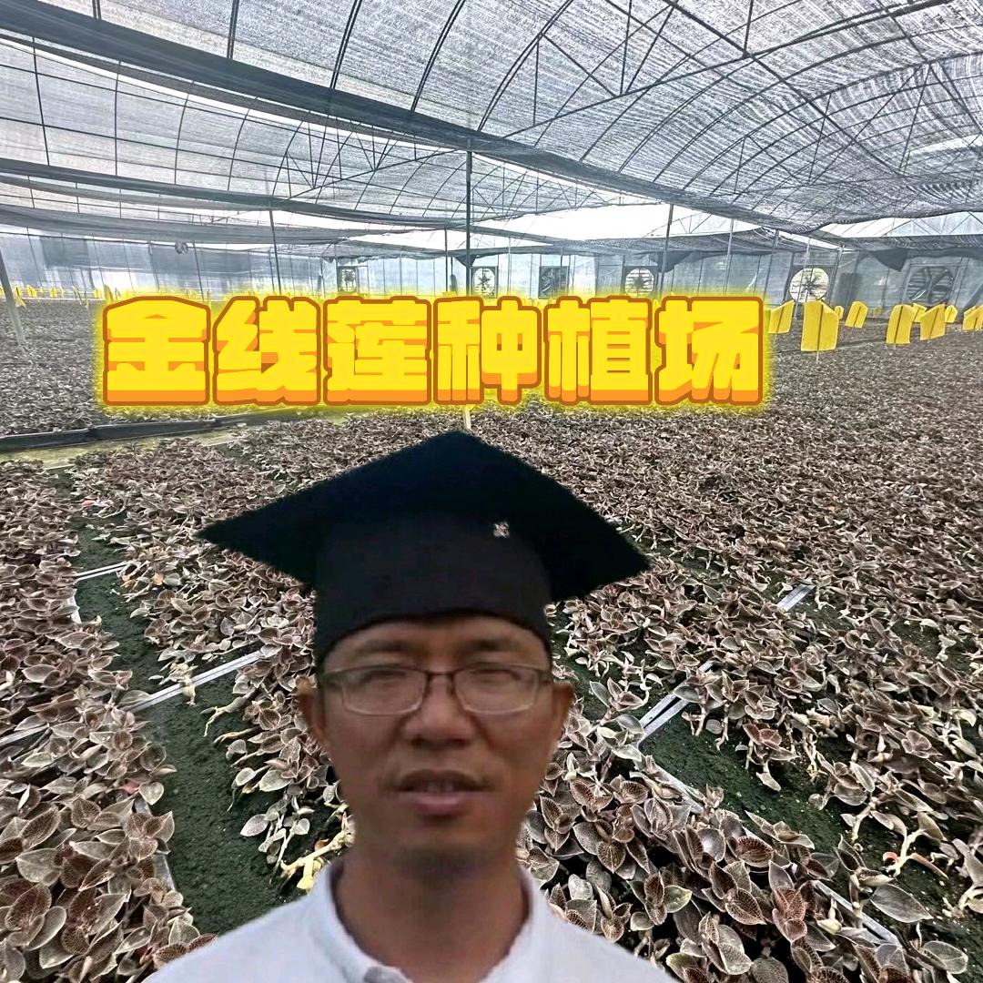 佛冈县龙山镇时时好运金线莲种植场