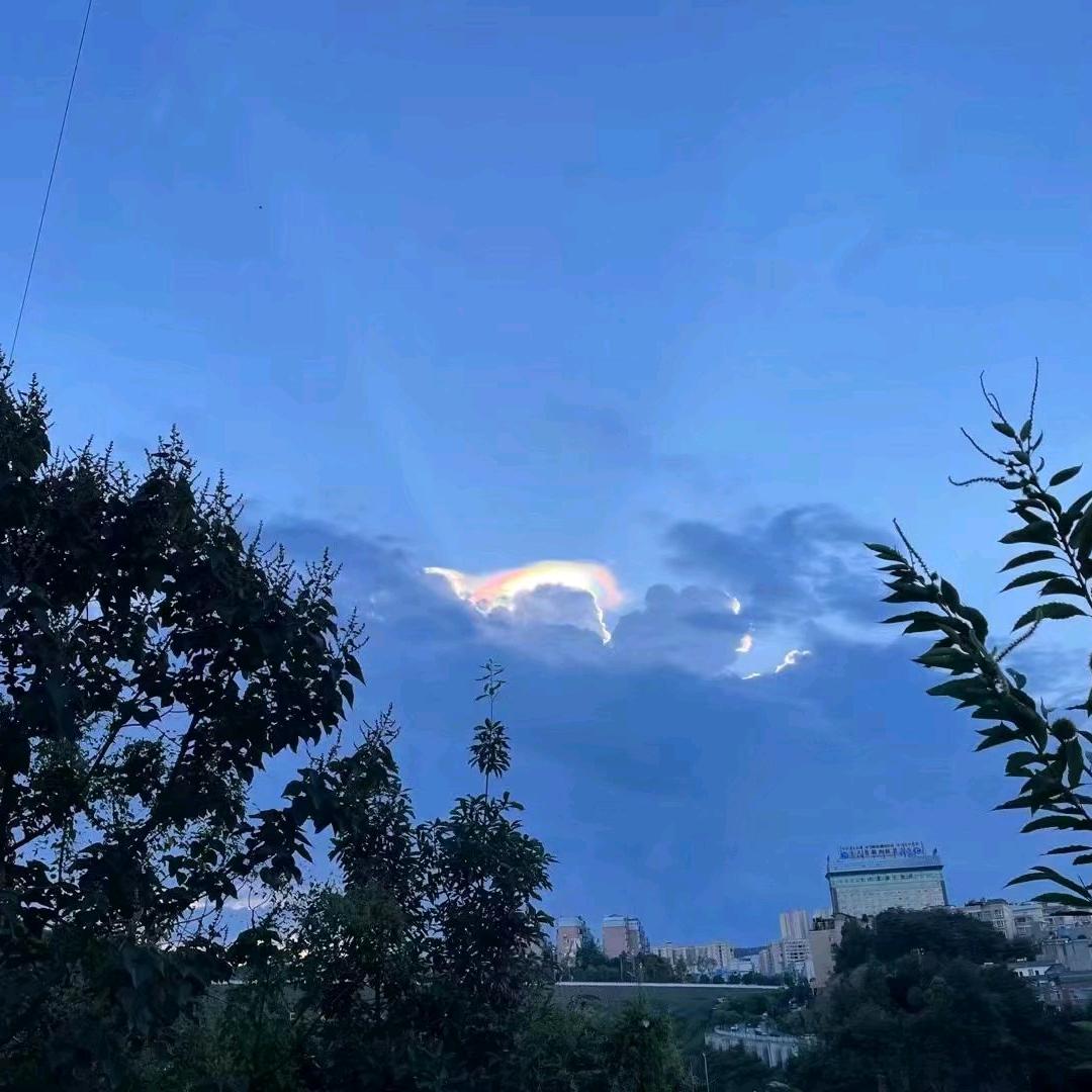 梧桐