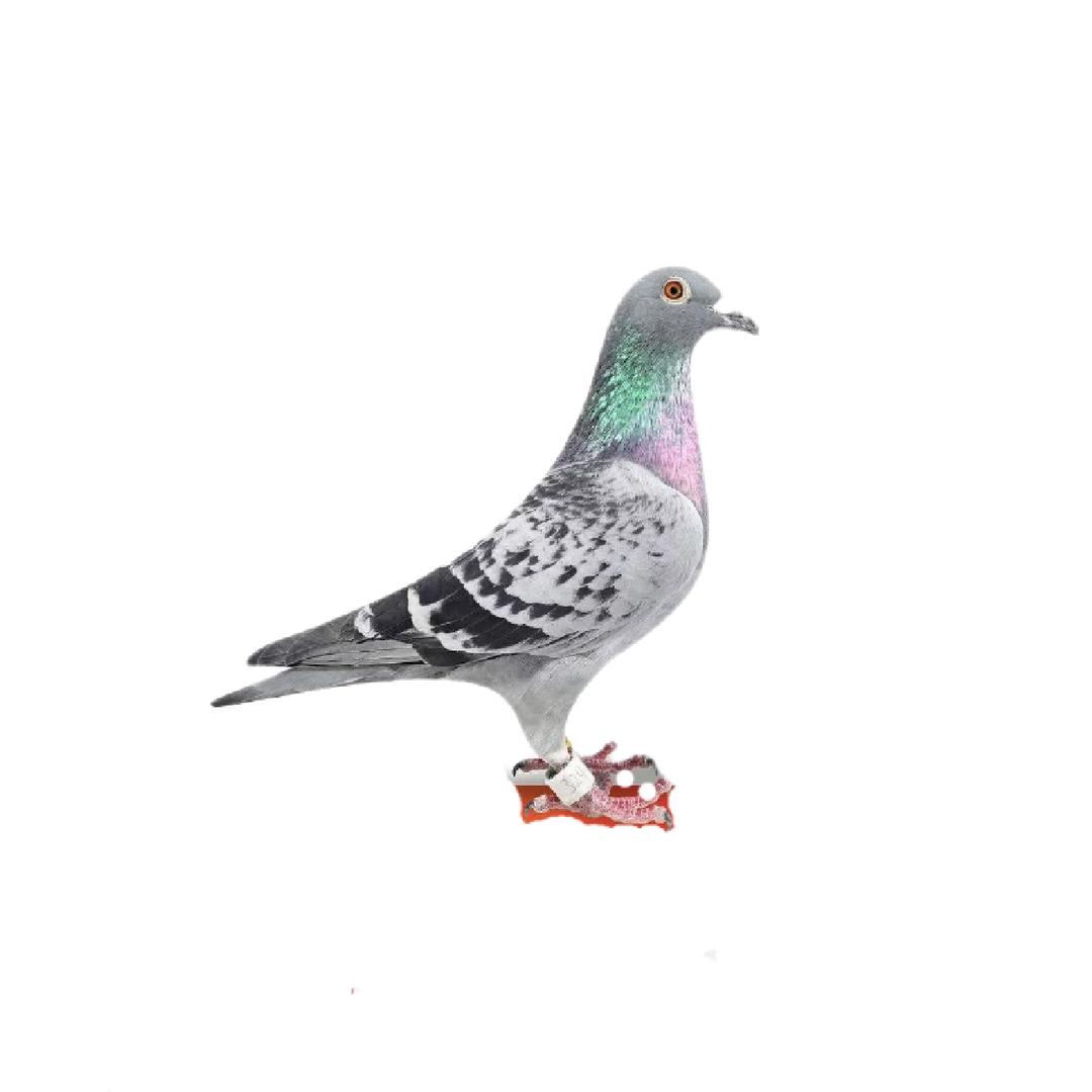 白鸽🐦