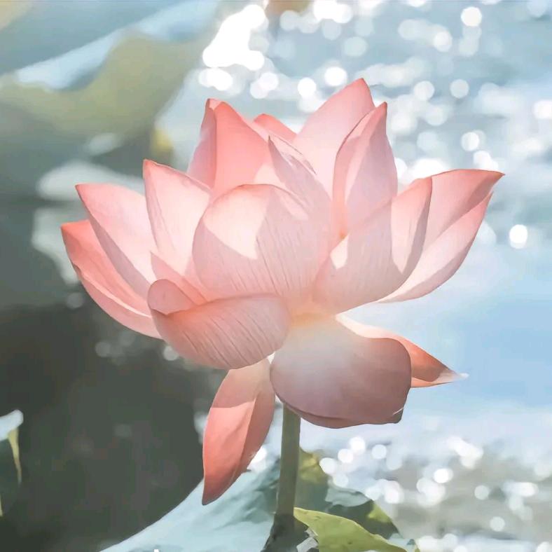 伤心小狗狗