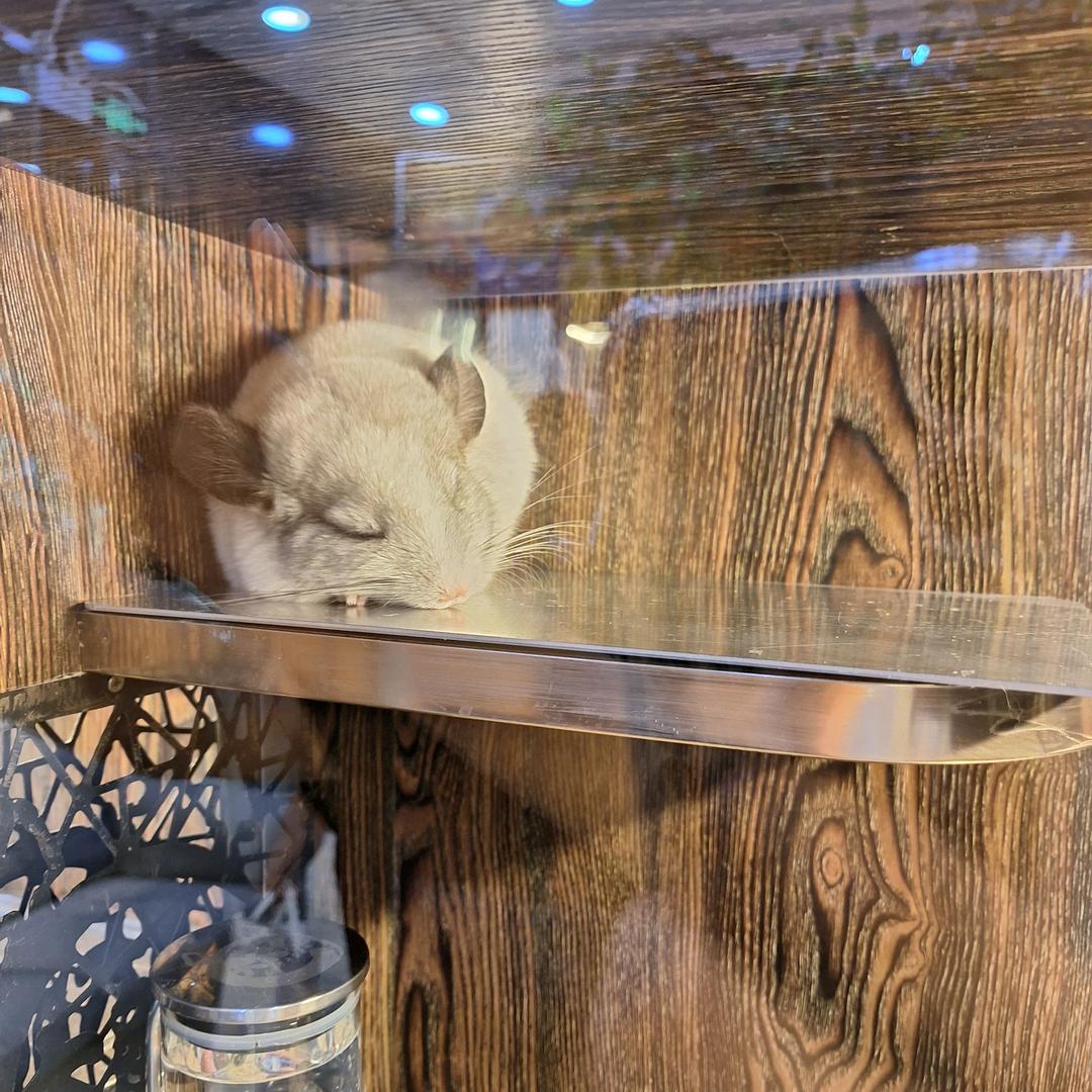 大笨钟🧸