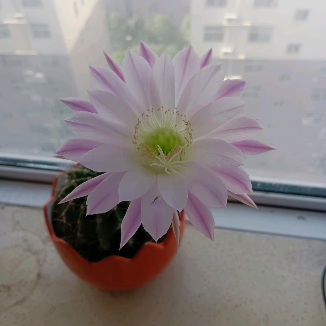莉